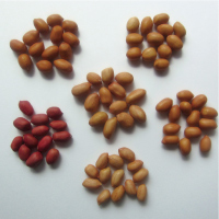 ピーナッツ原料小粒タイプ（非バージニア種）